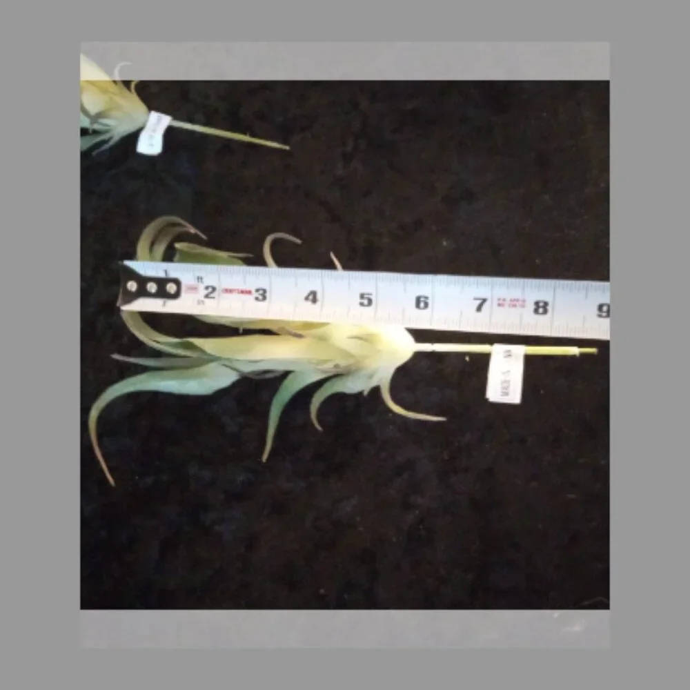 Lot of 12 Faux Air Plants Tillandsia Green 9